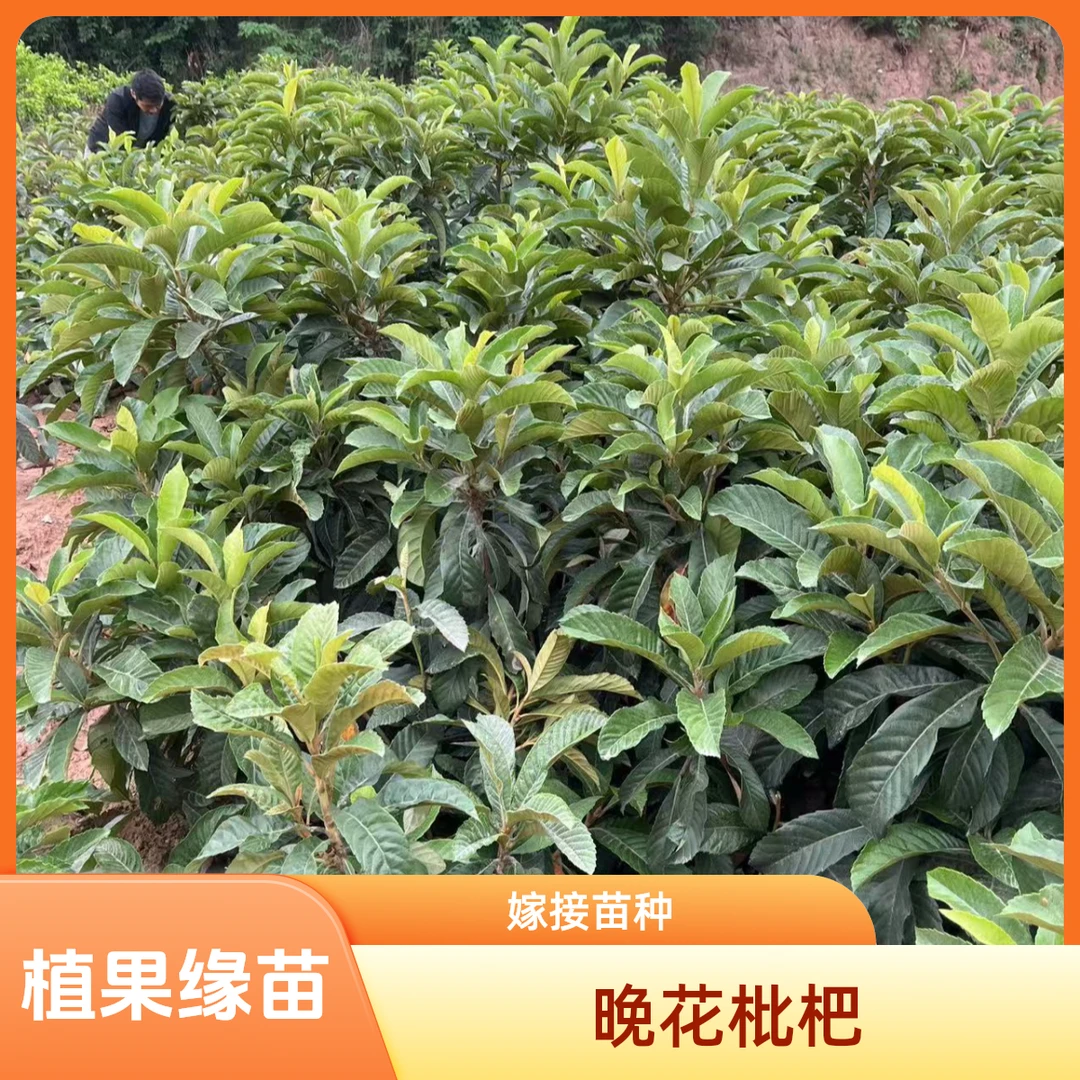 植果缘晚熟枇杷南北方种植适合庭院栽培果树苗枇杷树苗