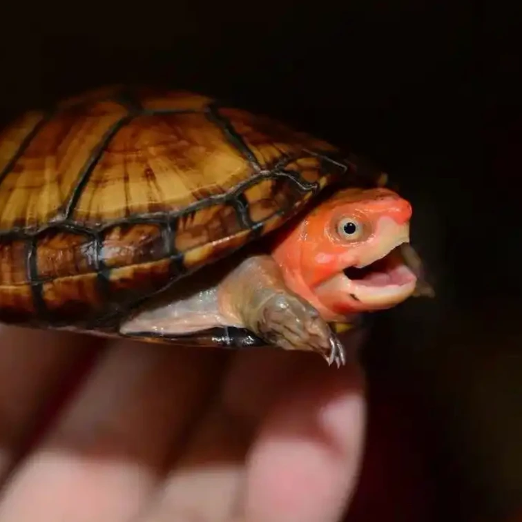 变异巴西龟红面蛋龟头盔蛋龟家庭宠物龟深水龟（直播链接）