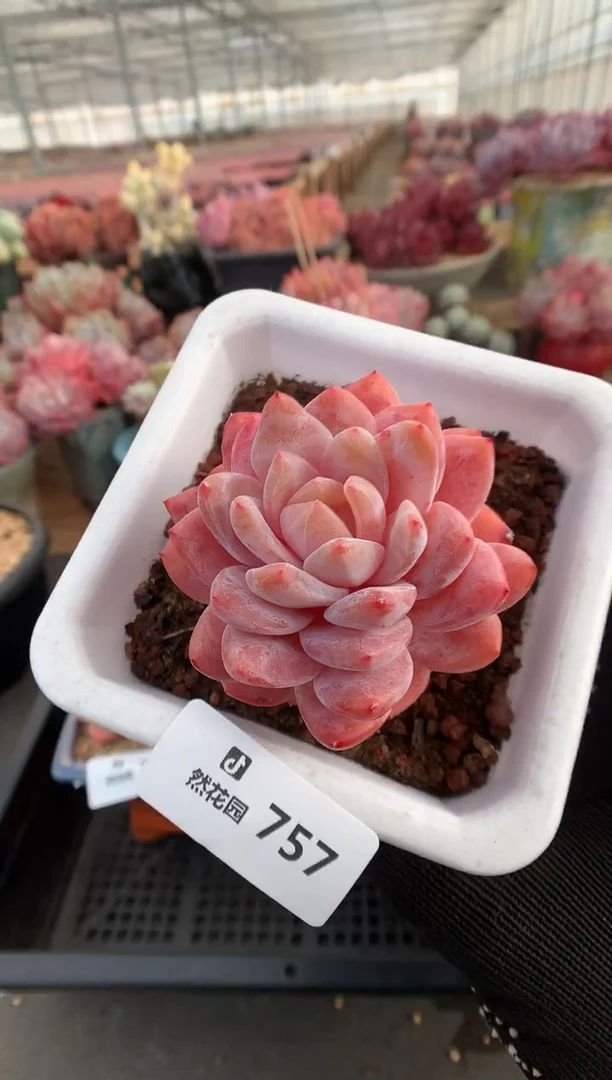 757雪天使多肉植物一物一拍