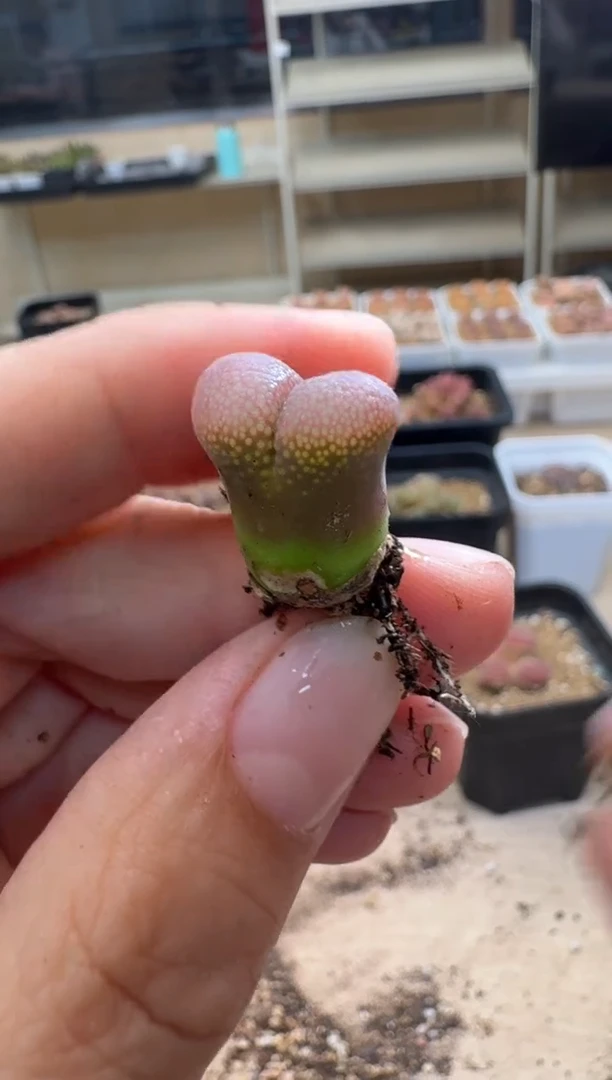 美丽的肉石头10-550