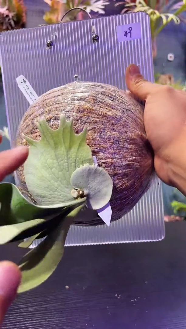 完全开放板植编号49 KRO1