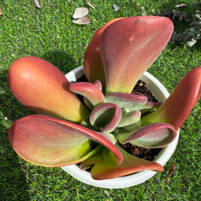 （火狐狸160#） 小付多肉现场直播云南斗南多肉植物基地室内