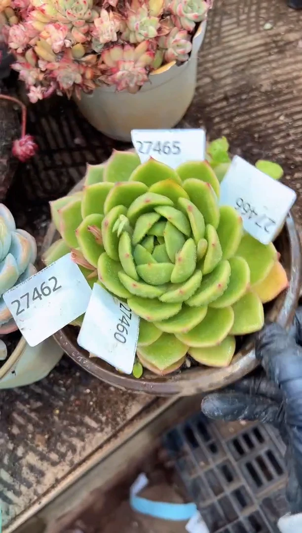 多肉植物一物一拍27467.468