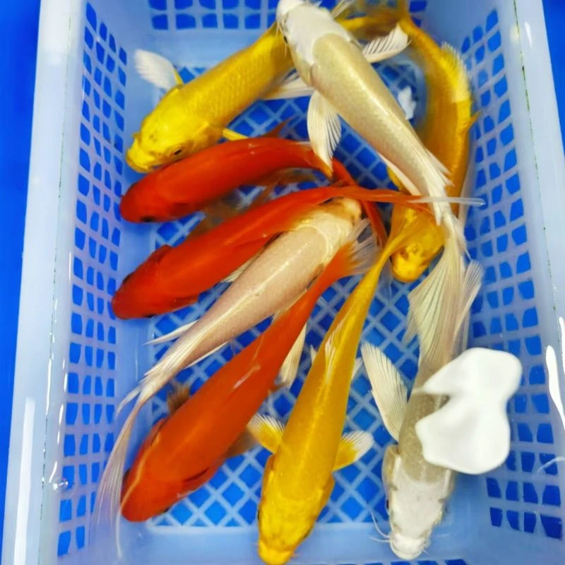 3号【3红3黄3金猫 8-10公分】红色是草金 锦鲤