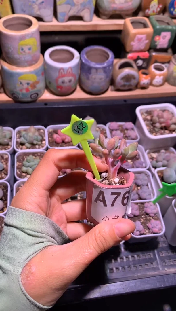 芒果奶酪多肉特价