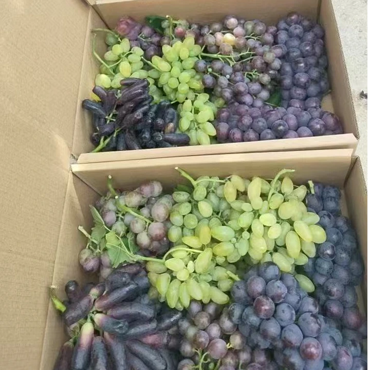 大泽山葡萄四色鲜食葡萄脆甜多汁顺丰冷链发货