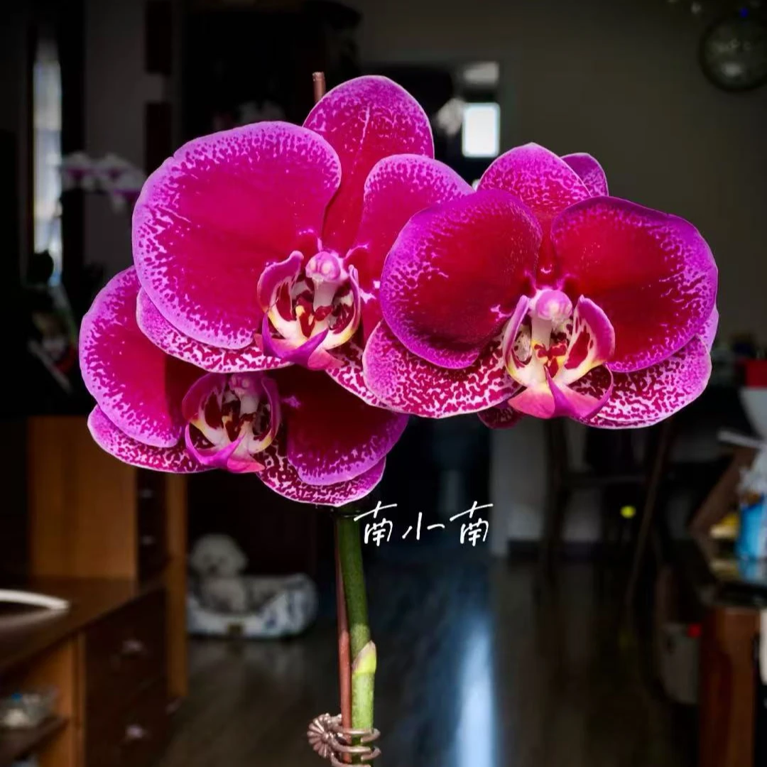 《黑玫瑰》2.8寸杯蝴蝶兰不带花剑【根不多】【任意满两颗包邮发货】