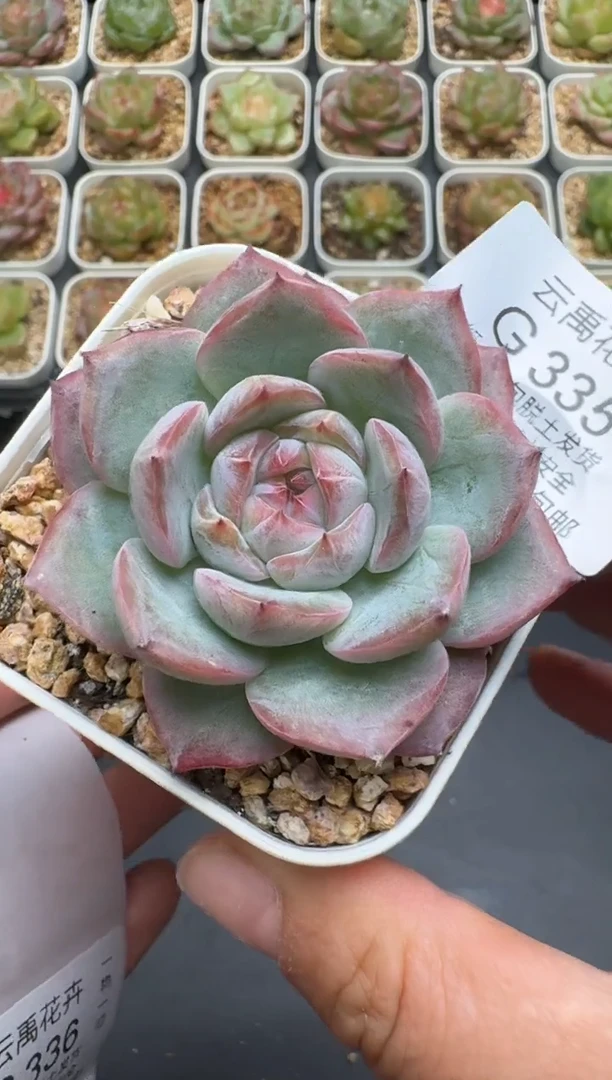 335G云禹多肉植物 脱土纸巾打包 3颗包邮