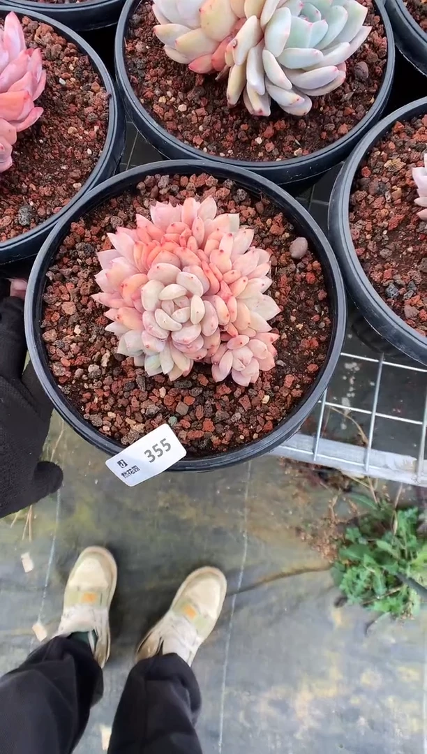 【闪购商品】355梦露一物一拍