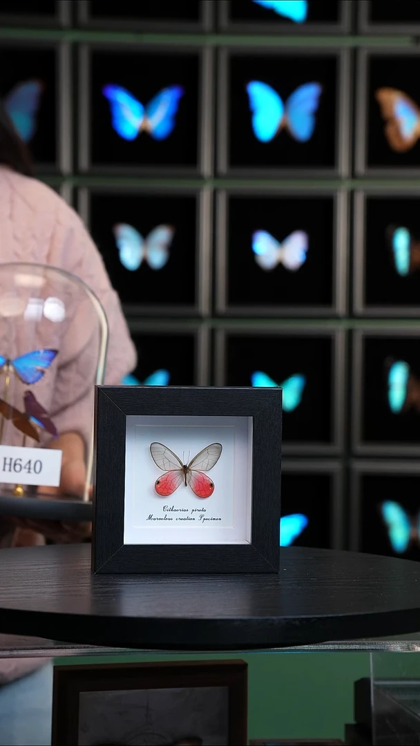 玫瑰绡眼蝶新版本方框