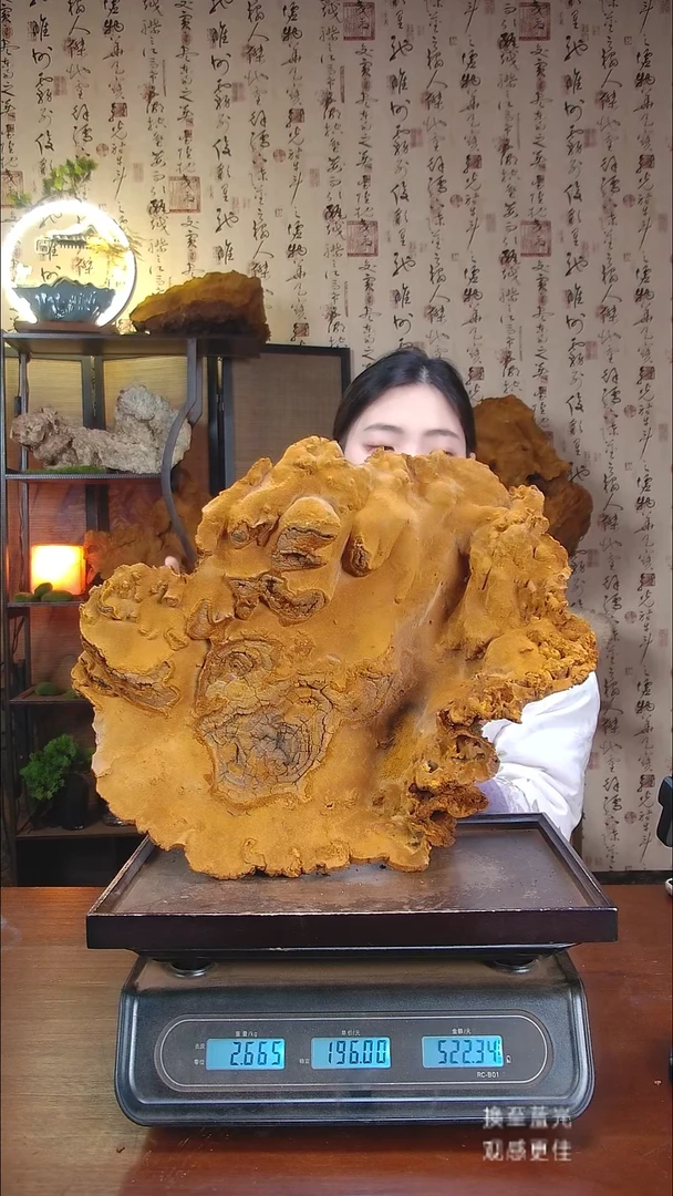 松针层孔菌中国大陆【藏区野生】松树桑黄（4.92斤）50-60年份