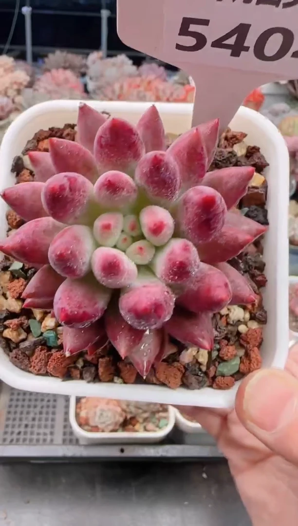 【闪购商品】5404.