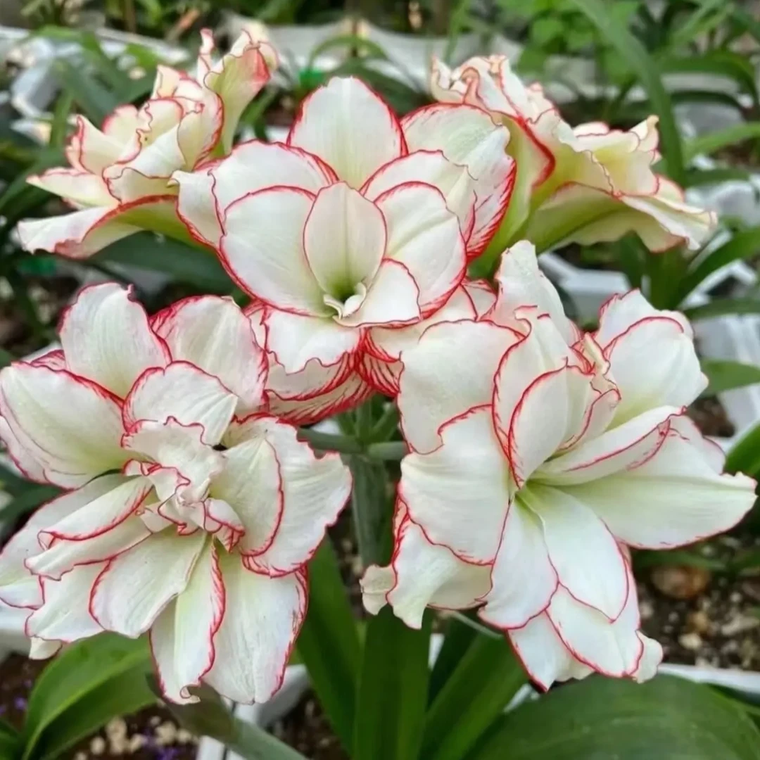 （皮皮）朱顶红种球