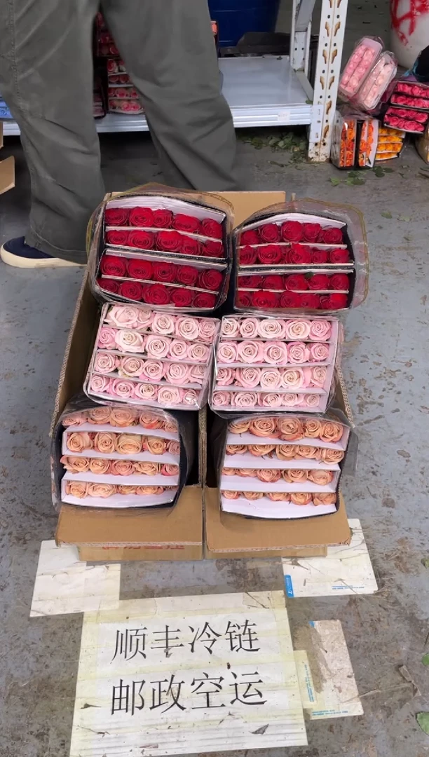 卡布20枝+曼塔20枝+高原红20枝