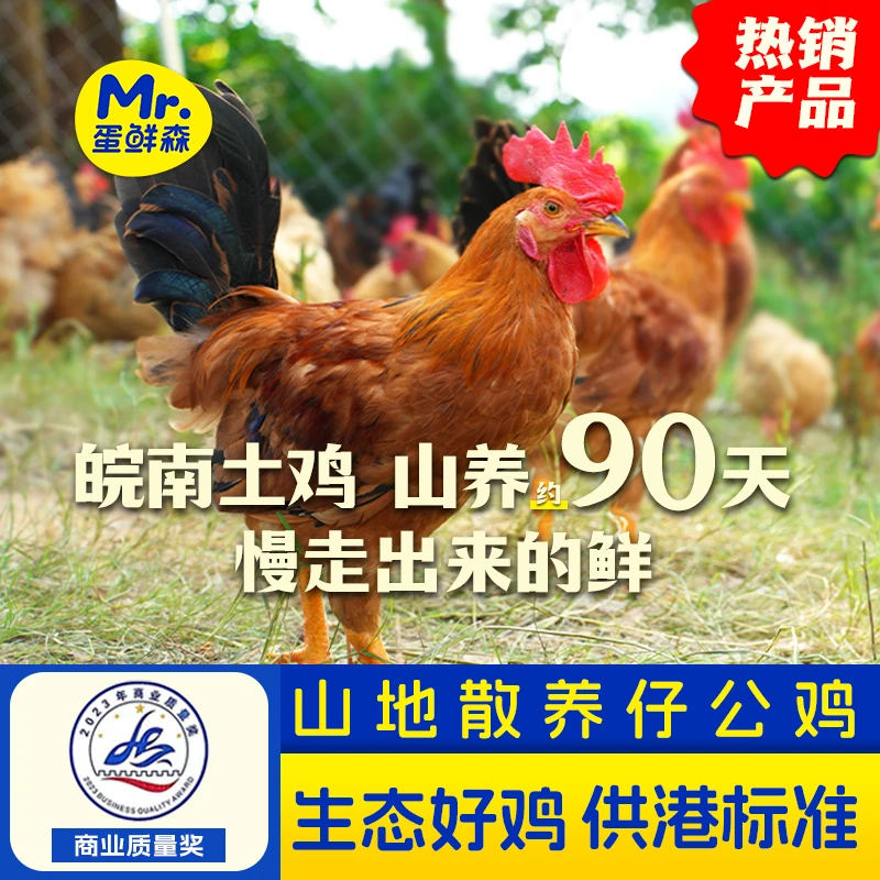 蛋鲜森蛋鲜森散养山地仔公鸡红烧清蒸美味