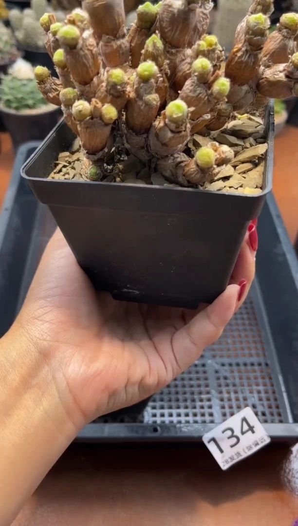 ?*?红苹果专拍碧光环兔斯基带土团发