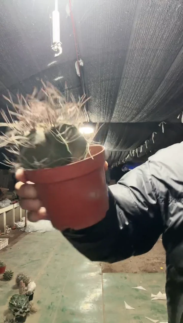 【闪购商品】大凤玉1111111