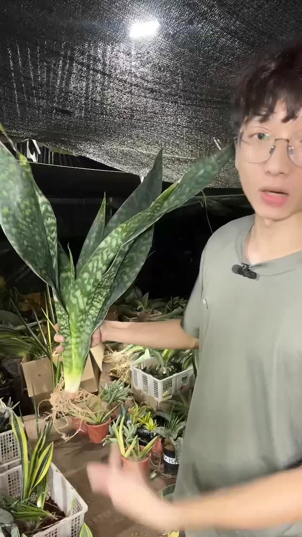大号嘉宝裸根29.8