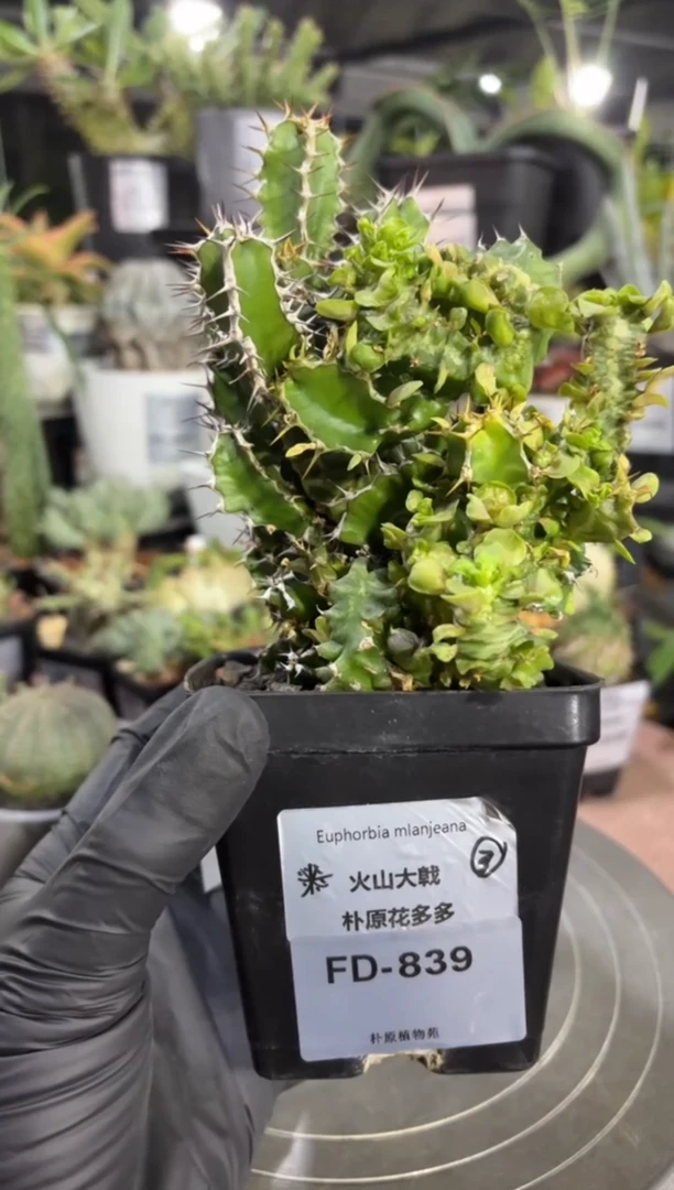 石化火山大戟FD-839