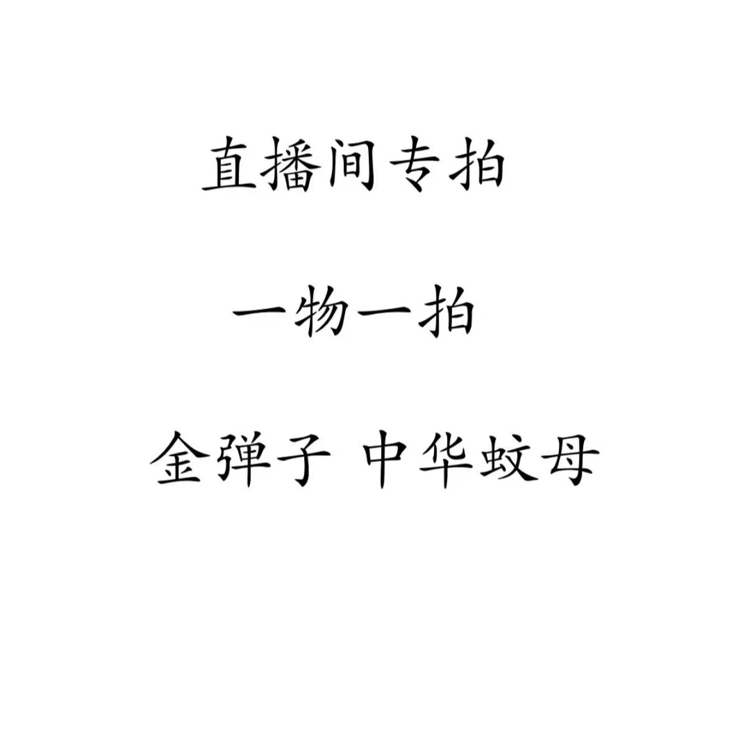直播间专用 中华蚊母 金弹子
