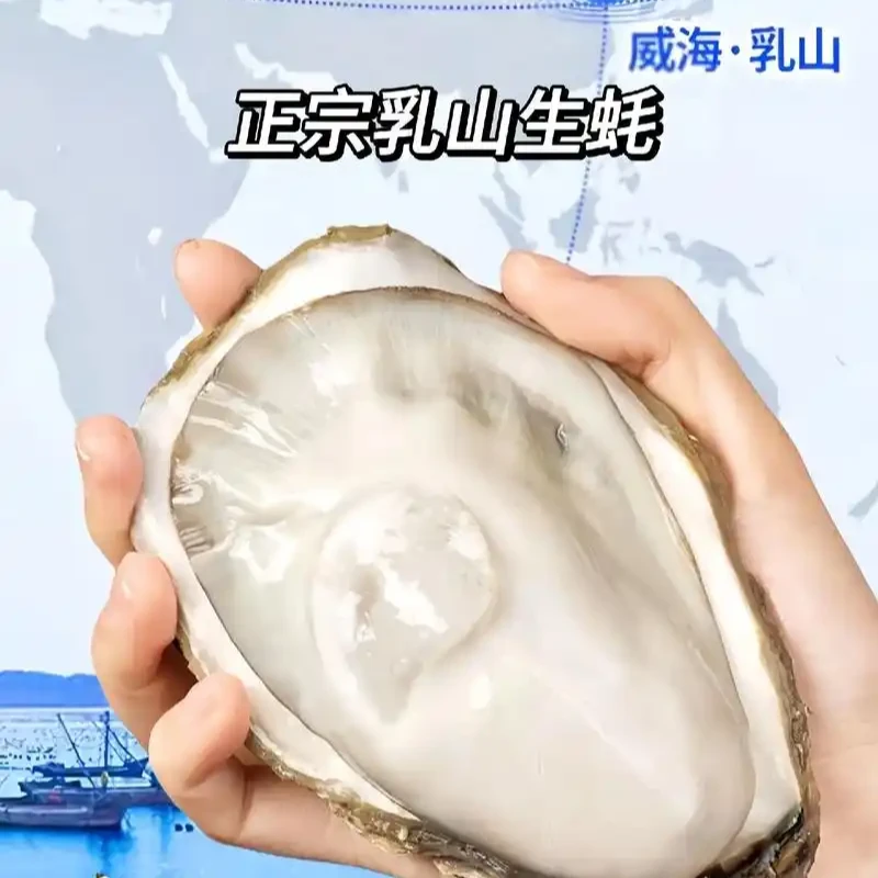 【买5斤送5斤】正宗乳山生蚝产地直发黄金规格