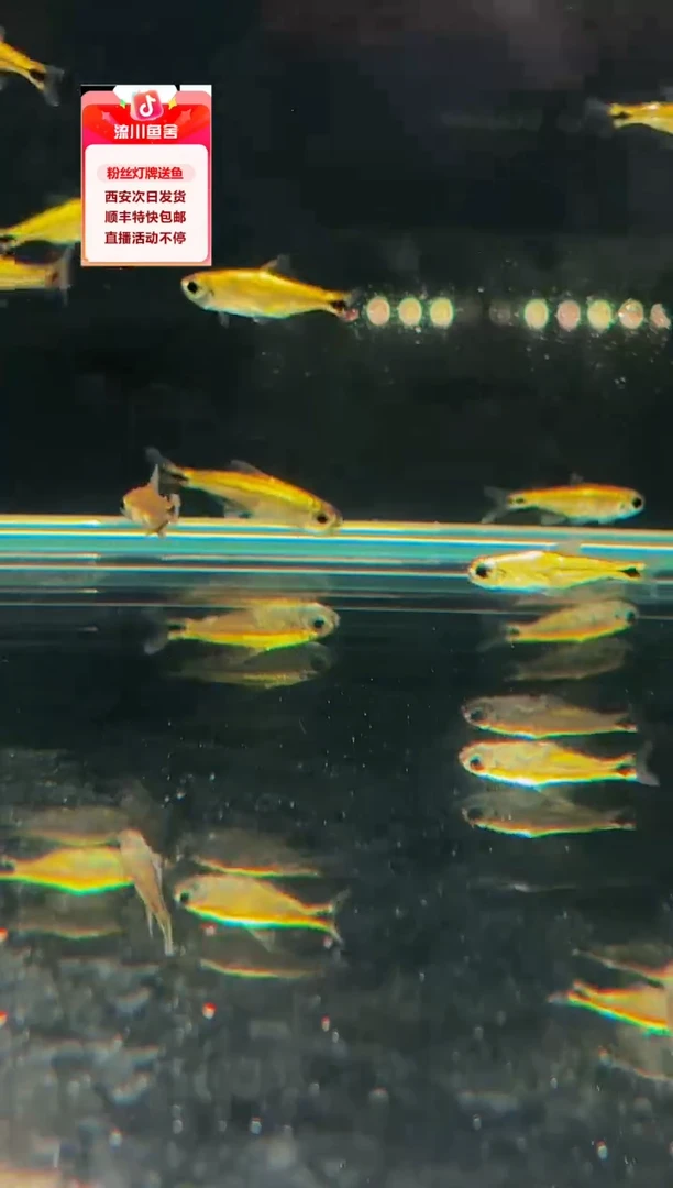 海水鱼富****头白金贺赫拉国王