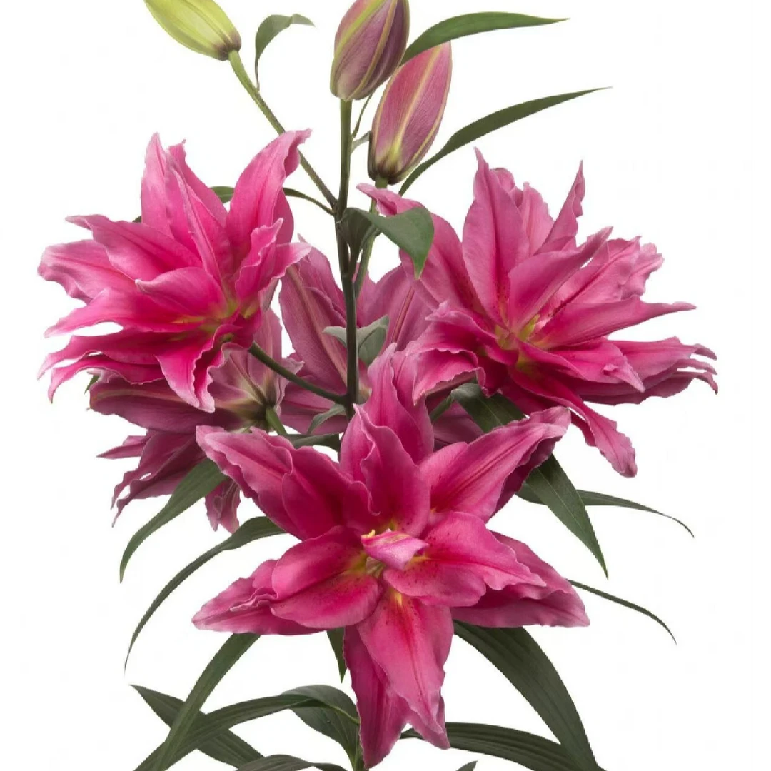 四季可种1颗【红美人】16/18重瓣香水百合花球庭院阳台花球