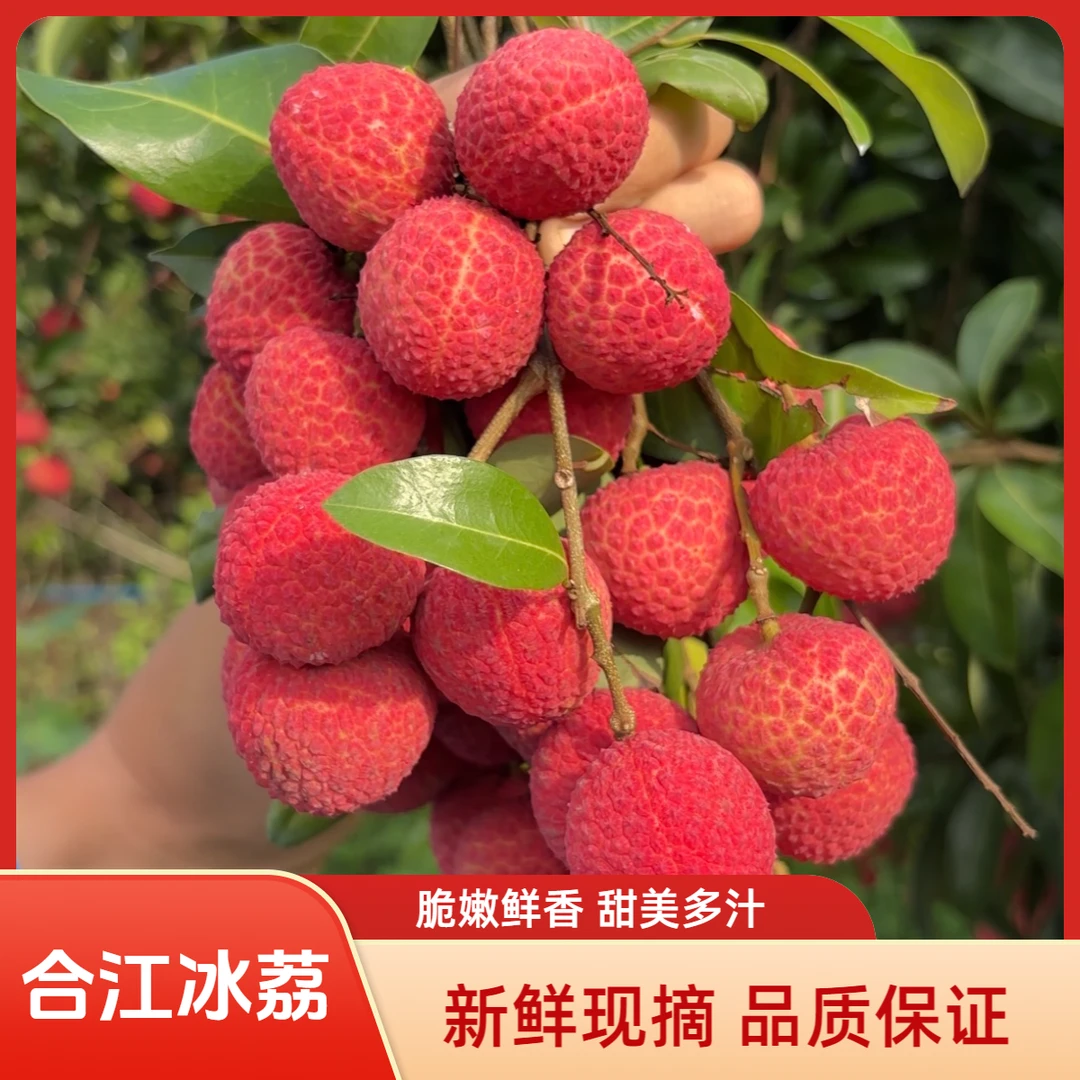 冰荔荔枝合江荔枝黛绿荔枝直播荔枝老树带绿新鲜现摘顺丰