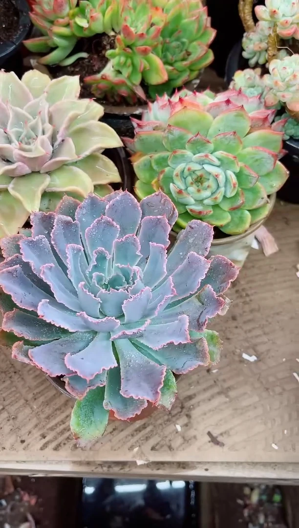 明**我17053多肉植物一物一拍