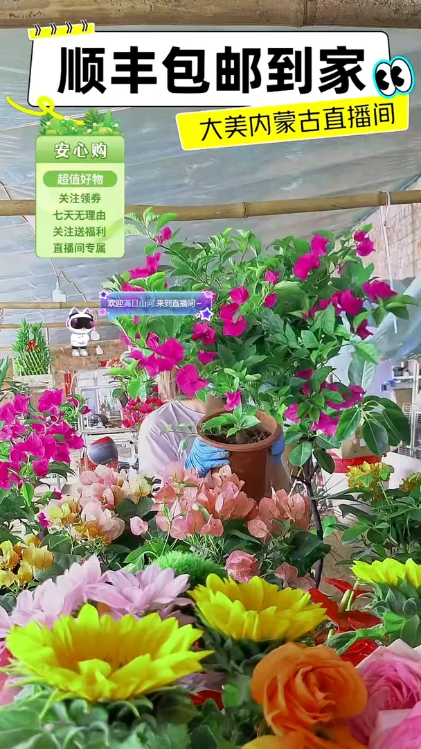 完全开放云南紫三角梅
