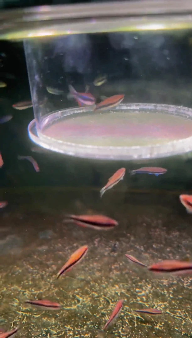 灯科鱼超级DY*2（1公1母）