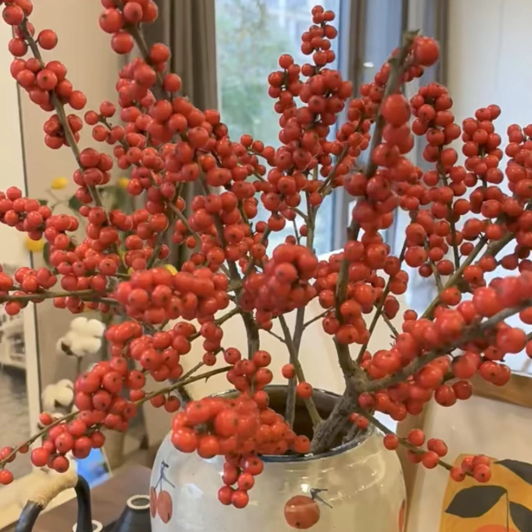 【冬青果五只】易掉果，介意勿拍，瓶插花鲜切水养花材  两单以上包邮