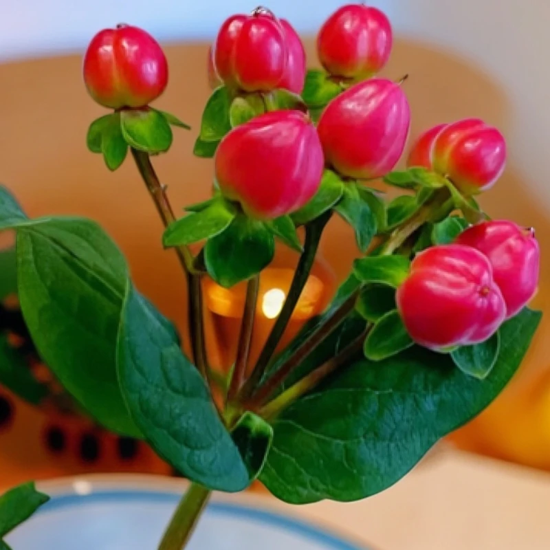 云南红豆相思豆鲜花室内插花水养家居装饰