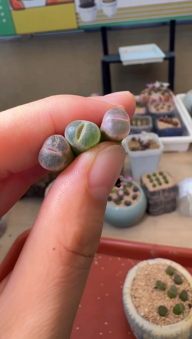 5-282多肉植物肉锥