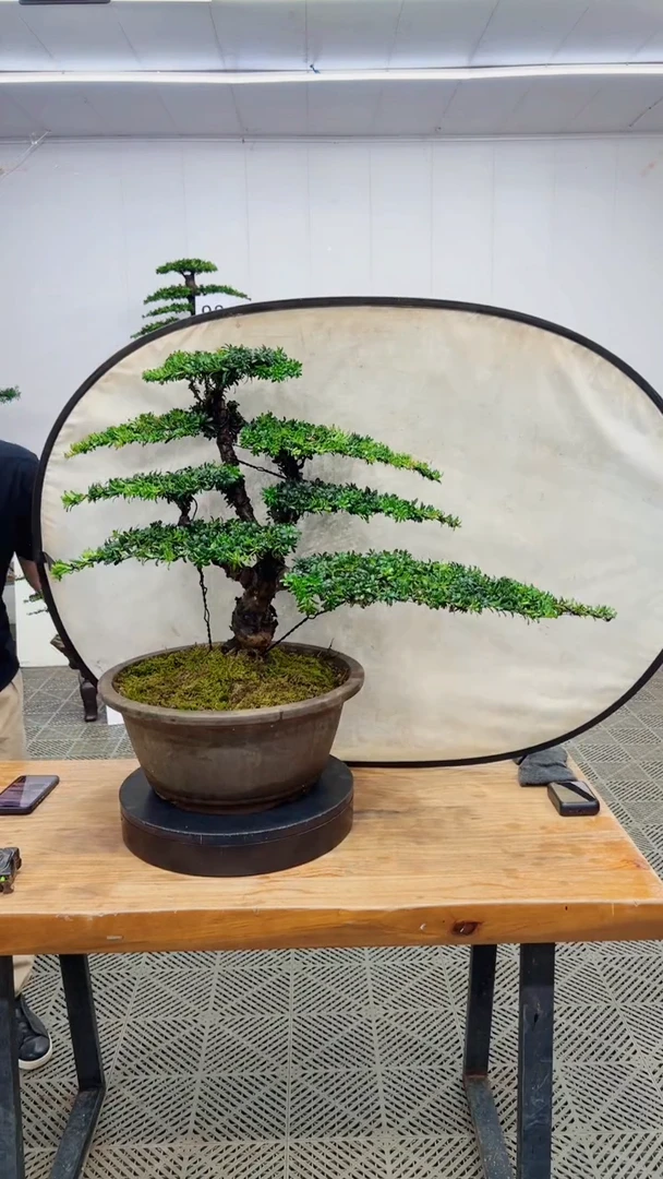 无花朵造型盆景一物一拍