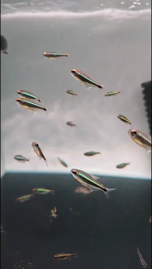 灯科鱼B***.水灵灯（2条）