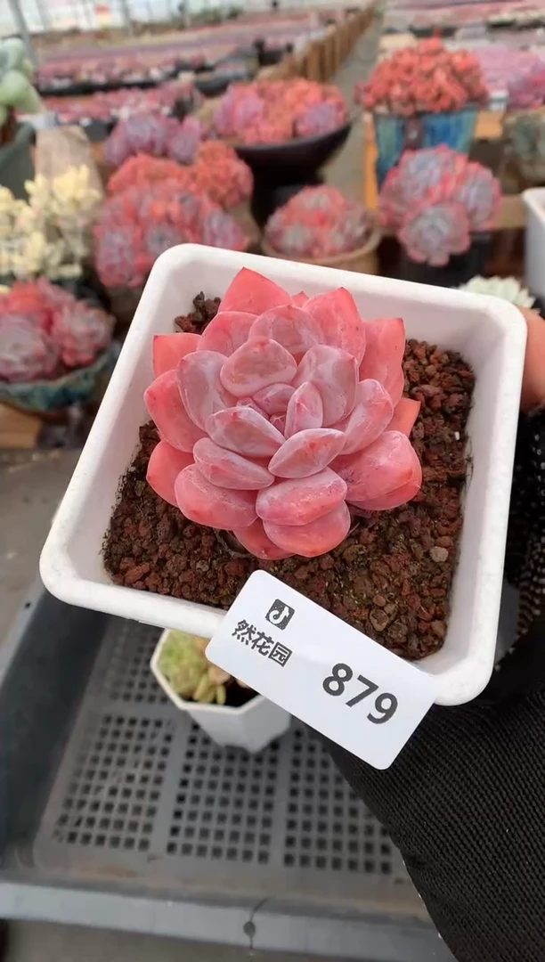 879梦露一物一拍
