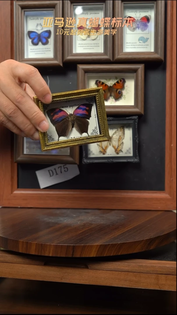 双带扶蛱蝶冰箱贴