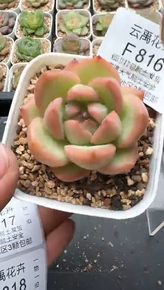 816F云禹多肉植物 默认脱土纸巾打包 3颗包邮