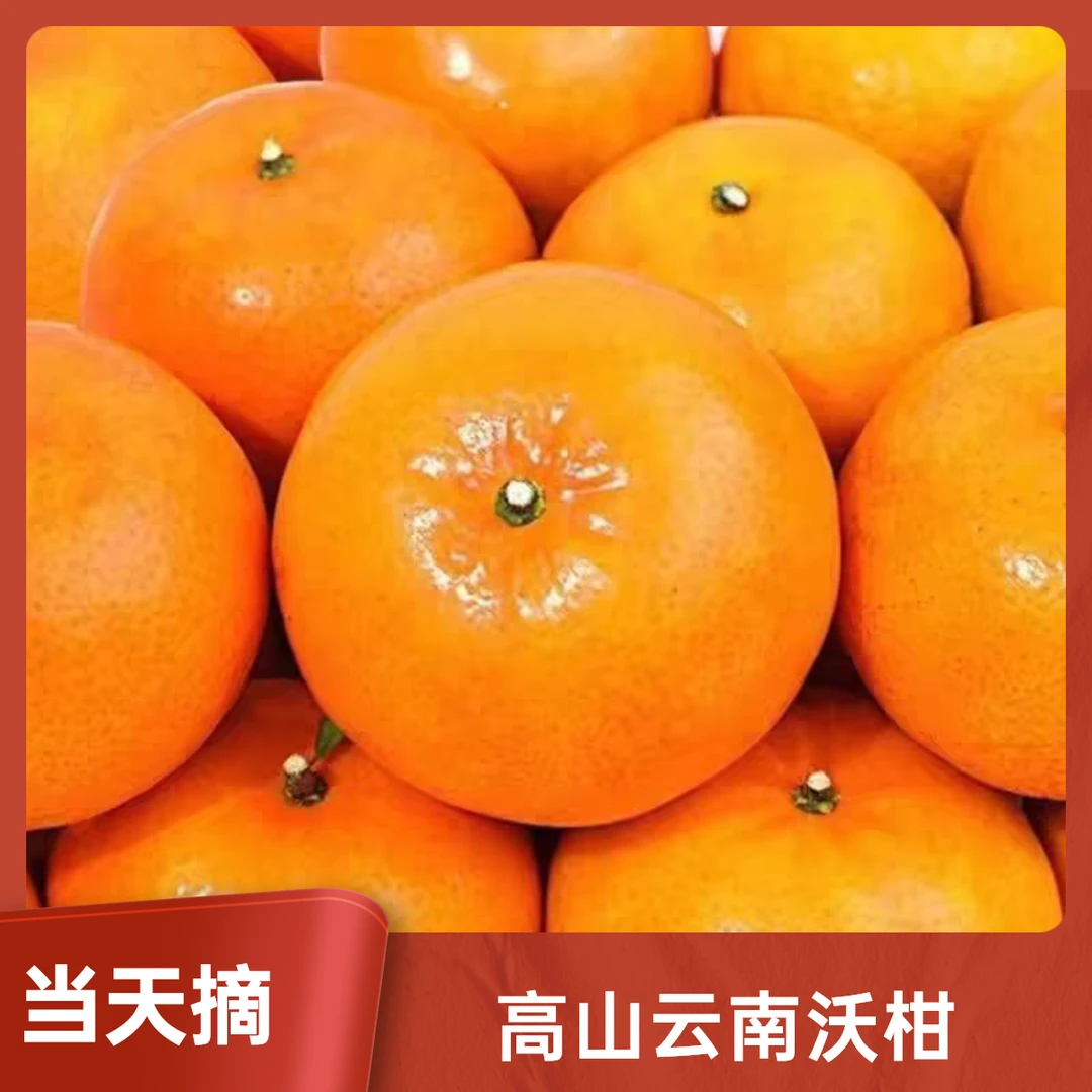 高山云南沃柑新鲜现摘当季柑橘一级