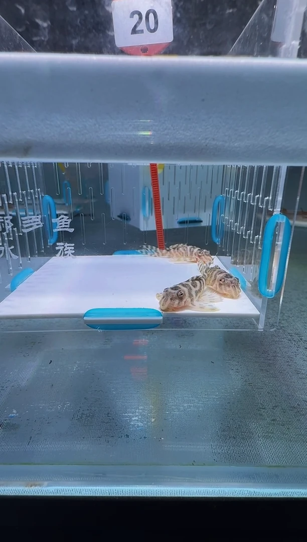 清道夫用****14+不包入缸损20