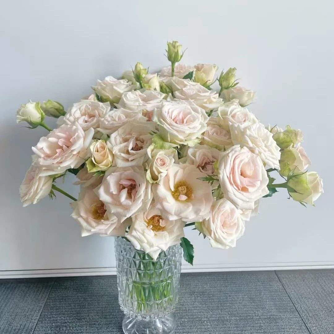 【香槟牛奶】稀有品牌多头玫瑰 玖枝花优选 云南直发玫瑰花儿