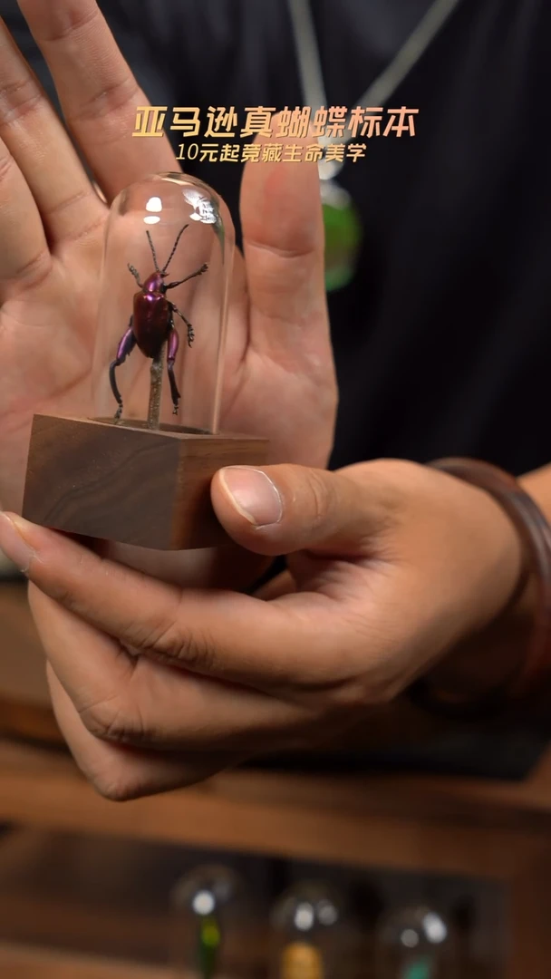 紫茎甲胡桃木试管款