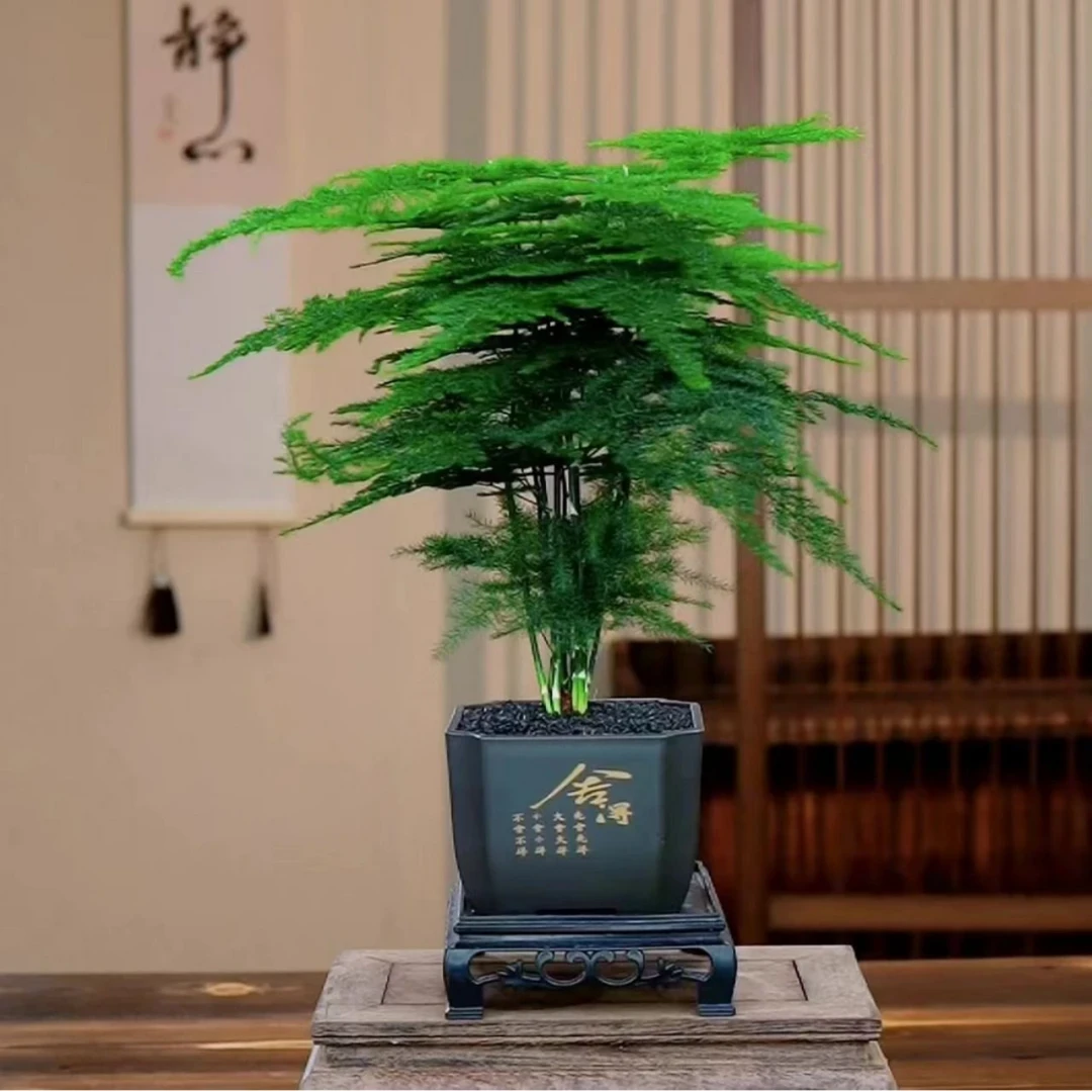 q【福利价】舍得文竹盆栽室内植物办公室客厅桌面禅意绿植四季常青