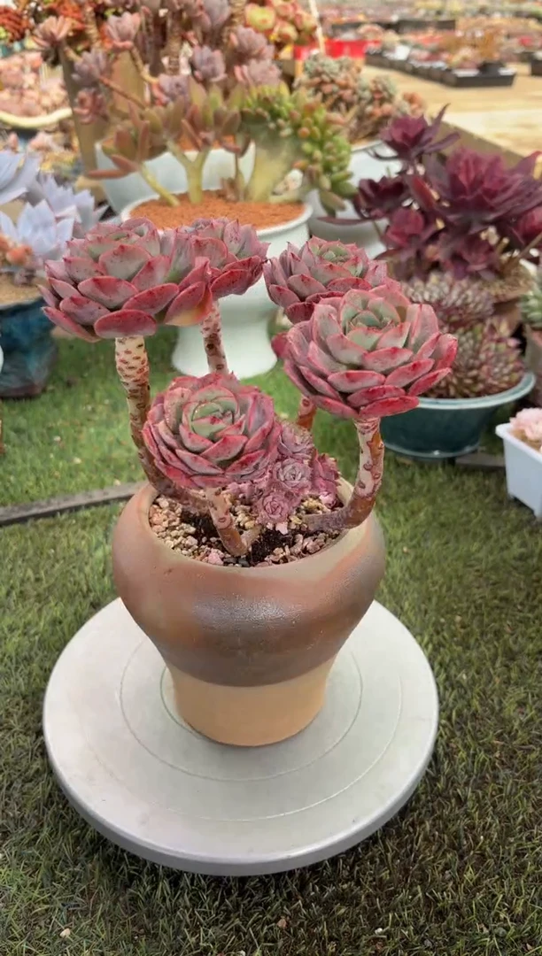 【闪购商品】13682