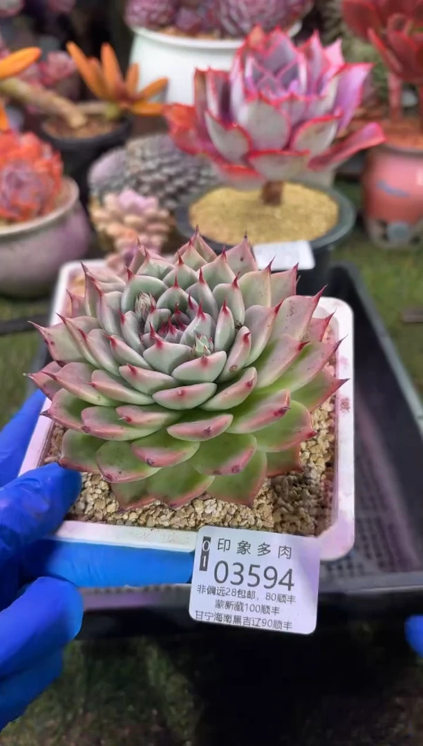 【闪购商品】03594