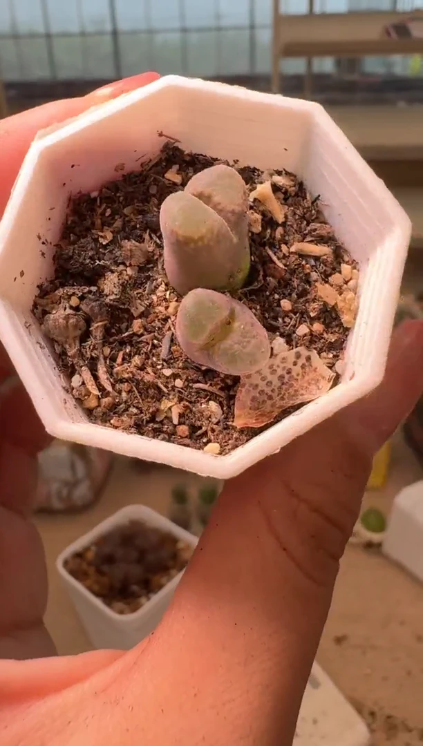 18-118多肉植物肉锥熊猫