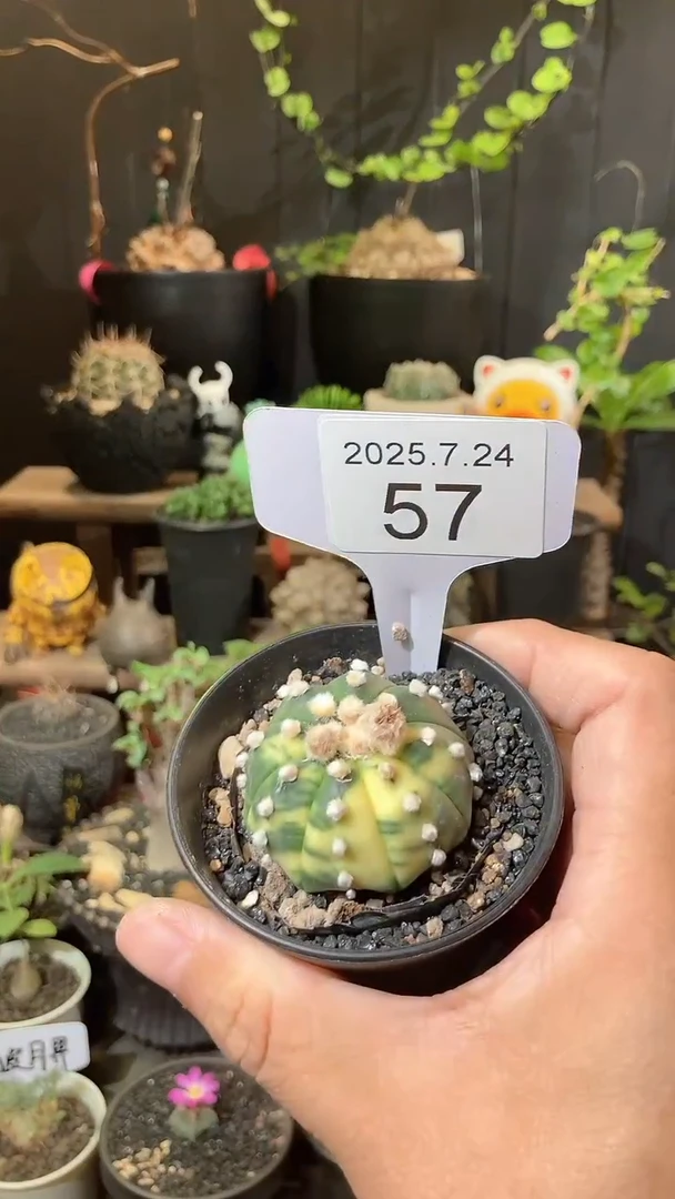 57号724福利实生兜锦