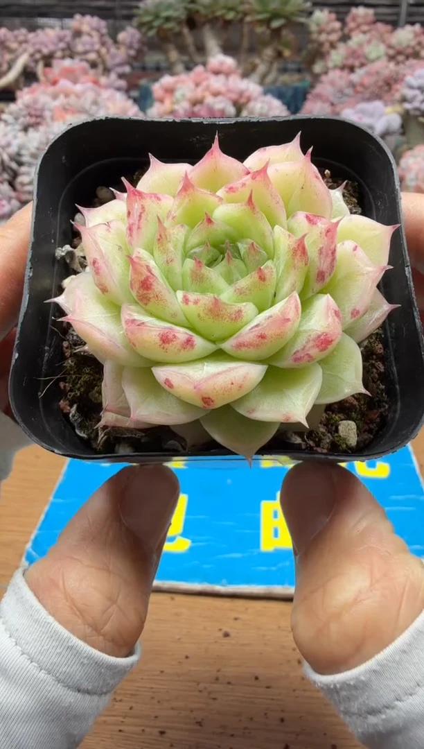 东云多肉园二店-523