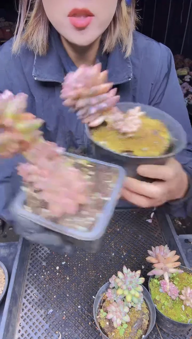 ?***宝020伊卡鲁斯两2棵两盆一物一拍